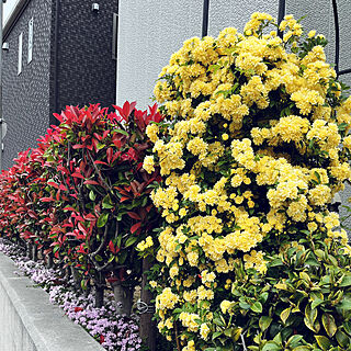 yukarin-gardenさんの実例写真