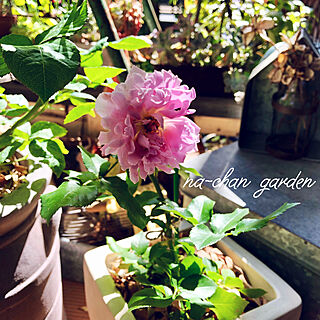 棚/薔薇のある暮らし/植木鉢/手作りの庭/いつもいいねやコメントありがとう♡...などのインテリア実例 - 2018-05-21 09:14:27