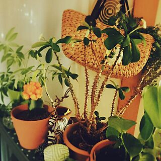 リビング/植物のある部屋/IKEAのサボテン君/100均植物のインテリア実例 - 2016-02-14 19:33:47