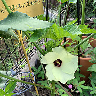 庭/ガーデニング/ポタジェガーデンを目指して/お花を楽しむ/収穫も楽しめるのインテリア実例 - 2020-08-29 23:12:42