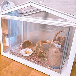 部屋全体/ヤドカリハウス/ヤドカリくんがいます/ヤドカリ/オカヤドカリ...などのインテリア実例 - 2021-08-08 11:14:00