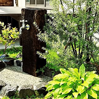 木の根 インテリア 掛軸いれなど