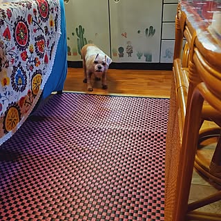 部屋全体/今日もお疲れ様でした✨/いつもと同じ/カラフル好き/シニア犬と暮らす...などのインテリア実例 - 2023-07-24 22:09:21