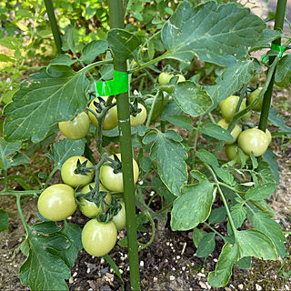 カゴメ袋で育てるトマト地植え/ミニトマト/蒸し暑い…(*_*)/曇り29℃/南の庭...などのインテリア実例 - 2021-07-01 18:29:53