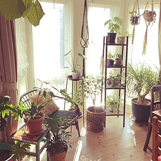 棚/出窓スペース/ギャッベ/植物のある暮らし/観葉植物...などのインテリア実例 - 2016-03-03 08:34:17
