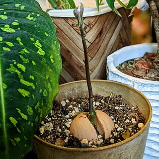 机/ひとり暮らし/ワンコと暮らす家/観葉植物のある暮らし/観葉植物があり過ぎる暮らし...などのインテリア実例 - 2023-08-04 17:21:41