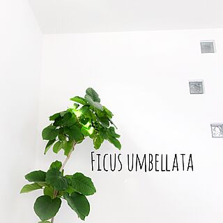 リビング/白い壁/ガラスブロック/ウンベラータ/観葉植物のある部屋...などのインテリア実例 - 2017-01-29 15:37:33