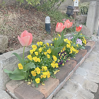 部屋全体/庭のお花/花壇ＤＩＹ/チューリップ咲きました♡/お花のある暮らしのインテリア実例 - 2024-04-05 10:52:55