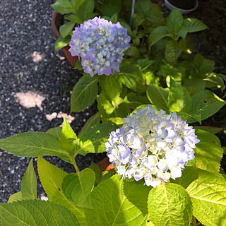 鉢植え/花のある暮らし/紫陽花♡/いいね！ありがとうございます♪/庭のある暮らし...などのインテリア実例 - 2021-06-02 14:07:06