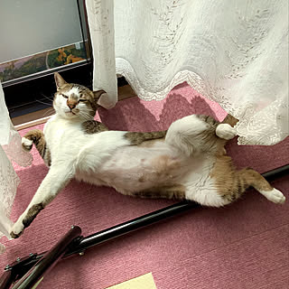 ハンモックチェアの枠/猫の日向ぼっこ/癒し/目隠しシート/レースのカーテン...などのインテリア実例 - 2022-01-22 13:04:17