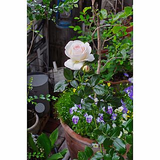 玄関/入り口/薔薇/my garden/花のある暮らし/ベランダガーデン...などのインテリア実例 - 2016-06-24 09:09:35