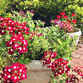 今年の庭、赤色が流行中⁉︎/レンガ/ガーデニング/花/庭...などのインテリア実例 - 2019-08-06 07:39:15