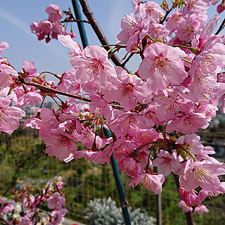 ベッド周り/桜/陽光桜/いいね！ありがとうございます◡̈♥︎/鉢植え...などのインテリア実例 - 2021-03-17 13:17:09