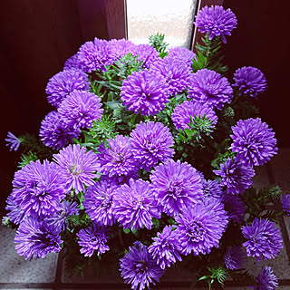 玄関の中/八重咲きアスター/行きつけの花屋さん/東西に長い家/参道沿いに建つ家...などのインテリア実例 - 2022-08-24 09:16:00