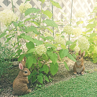 玄関/入り口/アナベル/お庭/うさぎさんがやって来た♪/できたてほやほやpic♪...などのインテリア実例 - 2018-06-24 17:40:20