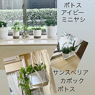 リビング/観葉植物のある暮らし/癒し/ＲＣの皆さんに(*´︶`*)ฅ♡感謝/マンション暮らし...などのインテリア実例 - 2023-10-21 17:18:21