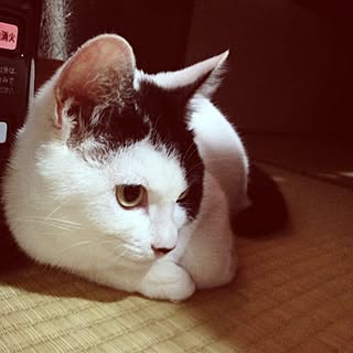 部屋全体/NONSTYLE井上/ねこ部/ねこ/猫...などのインテリア実例 - 2014-02-07 20:52:24