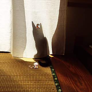 昭和のお家/猫ちゃんばかりでごめんなさい/癒し/アボカド育ててます。/ねこと暮らす...などのインテリア実例 - 2019-10-29 07:16:00