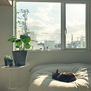 ダイソーのフェイクグリーン/朝の風景/IKEA/ねこのいる風景/観葉植物...などのインテリア実例 - 2020-03-23 09:20:18