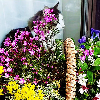 ベッド周り/花のある暮らし/ベランダガーデニング/お花♡/猫との暮らし...などのインテリア実例 - 2019-03-24 14:24:44