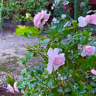 バラ/いつもいいねありがとうございます♡/花のある暮らし/花が好き/いいねの押し逃げすみません(>人<;)...などのインテリア実例 - 2020-05-21 14:17:41