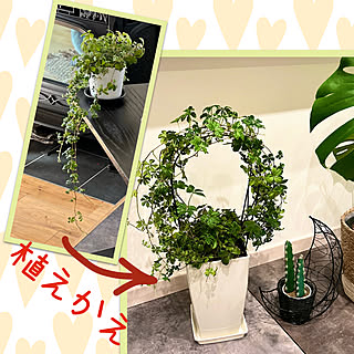 シュガーバイン成長中/シュガーバイン/玄関インテリア/植物のある暮らし/玄関/入り口のインテリア実例 - 2022-04-24 22:23:05