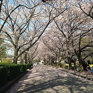 今年のお花見のインテリア実例 - 2014-04-04 11:58:19