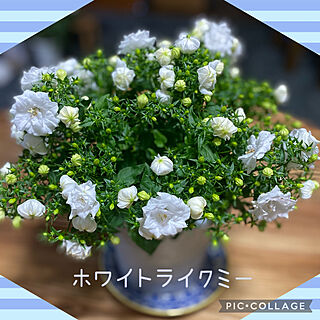 鉢植え/ホワイトライクミー/春ですね♪/花のある暮らし♡/お花のある暮らし...などのインテリア実例 - 2022-03-14 19:19:31