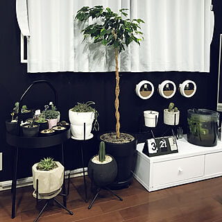 観葉植物/多肉植物/黒い壁/IKEA/リビングのインテリア実例 - 2019-03-21 17:54:12
