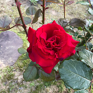 王子様のバラ/真紅の薔薇/雨が多い年/レッドクイーン(ドイツ)/快晴20℃...などのインテリア実例 - 2021-06-01 13:01:53