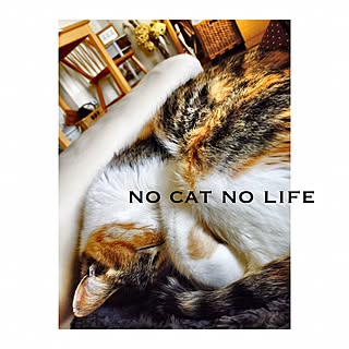 猫と暮らす/三毛猫/NO CAT NO LIFE/リビングのインテリア実例 - 2017-02-11 17:08:46