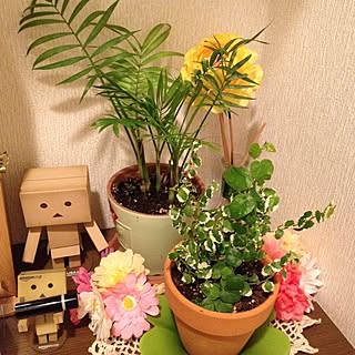 玄関/入り口/ダンボー/植物/プミラ/テーブルヤシ...などのインテリア実例 - 2013-12-06 10:19:06