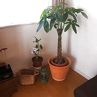 リビング/大型観葉植物/植物/IKEAのインテリア実例 - 2013-07-12 08:25:51