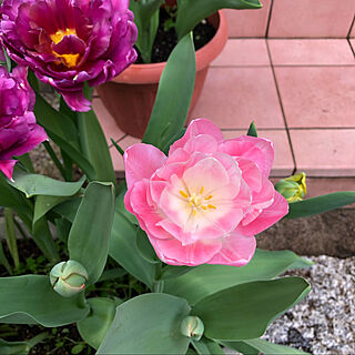お花のある暮らし/チューリップ/4月の庭/みどりのある暮らし/自分時間...などのインテリア実例 - 2022-04-13 09:49:55