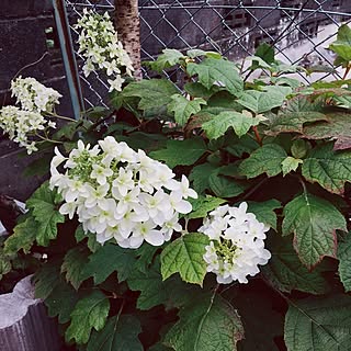 玄関/入り口/植物/中古住宅/一戸建て/花のある暮らし...などのインテリア実例 - 2016-06-05 13:44:17