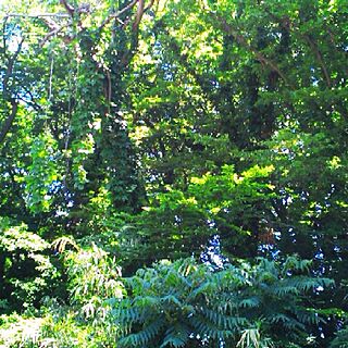 玄関/入り口/今時は難しい(´+(ｴ)+`)ｳｩ/中学生の携帯取り上げについて/ヤシの木も生えてますの/熱帯雨林みたいれしょ...などのインテリア実例 - 2015-05-11 22:26:46