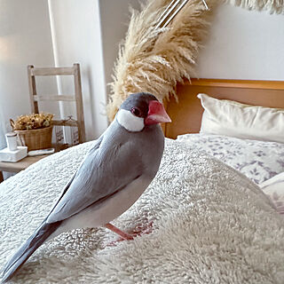 ベッド周り/寝室インテリア/文鳥のいる暮らし/文鳥のインテリア実例 - 2024-04-17 22:16:51