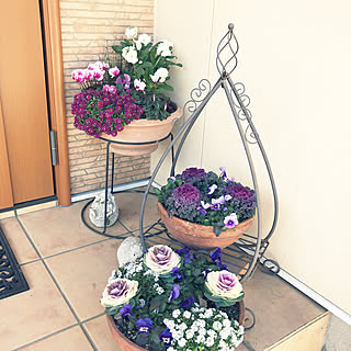 冬の寄せ植えのインテリア実例 Roomclip ルームクリップ