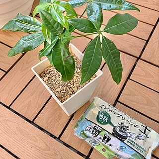 BotaNice/虫対策/植物のある暮らし/多肉植物/観葉植物...などのインテリア実例 - 2022-07-07 16:18:36