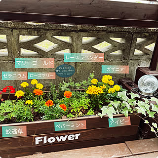 ゼラニウム マリーゴールドのインテリア実例 Roomclip ルームクリップ