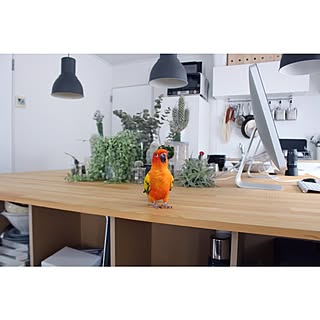 コガネメキシコインコ/照明/IKEA/植物/NO GREEN NO LIFEのインテリア実例 - 2014-08-11 10:01:38