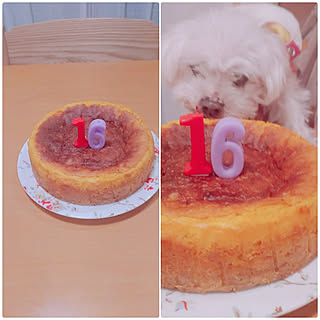 マルチーズ/老犬との暮らし/老犬16歳/かぼちゃのチーズケーキ/部屋全体のインテリア実例 - 2021-10-18 22:41:48