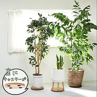 ズボラだけどキレイ好き♪/植物のある部屋/日光浴/光合成/観葉植物大好き❤︎...などのインテリア実例 - 2023-05-12 15:29:45