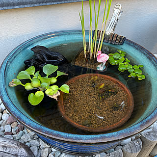 水生植物/癒しの空間/植物のある暮らし/お洒落な空間/お洒落な植木鉢がほしい...などのインテリア実例 - 2021-10-04 15:25:20