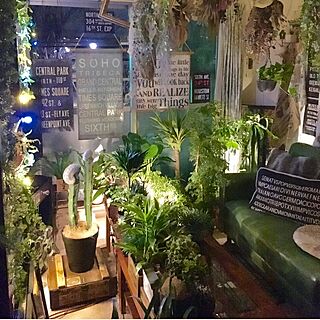 自由空間/植物のある部屋/グリーンのある暮らし/植物好き/観葉植物...などのインテリア実例 - 2016-02-01 05:48:45