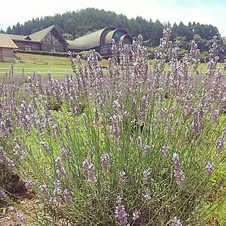 玄関/入り口/インテリアぢゃなくてごめんなさい。/ドライフラワー/観葉植物/植物のインテリア実例 - 2014-07-12 19:13:21