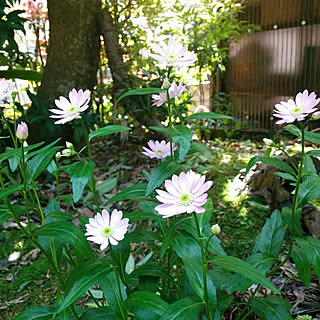 玄関/入り口/花のある暮らし/癒やされる時間♡/押し逃げゴメンなさぃ|ω˂̶๑)੭༡/RCの皆さまに感謝♡...などのインテリア実例 - 2018-05-04 14:40:17