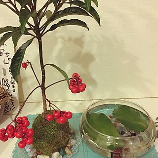 玄関/入り口/苔玉/マザーリーフ/100均/観葉植物のインテリア実例 - 2015-12-31 23:59:02