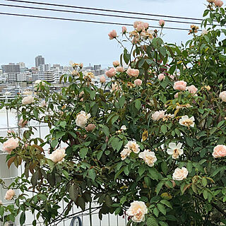 ミニマルに暮らしたい/薔薇がスキ/薔薇のある庭/庭のある暮らし/部屋全体のインテリア実例 - 2021-08-20 08:13:16