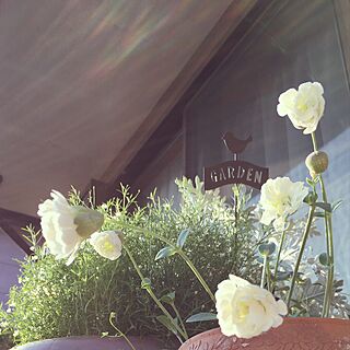 ベッド周り/シレネ・スワンレイク/花のある暮らし/花が好き/鉢植え...などのインテリア実例 - 2017-05-19 19:55:21